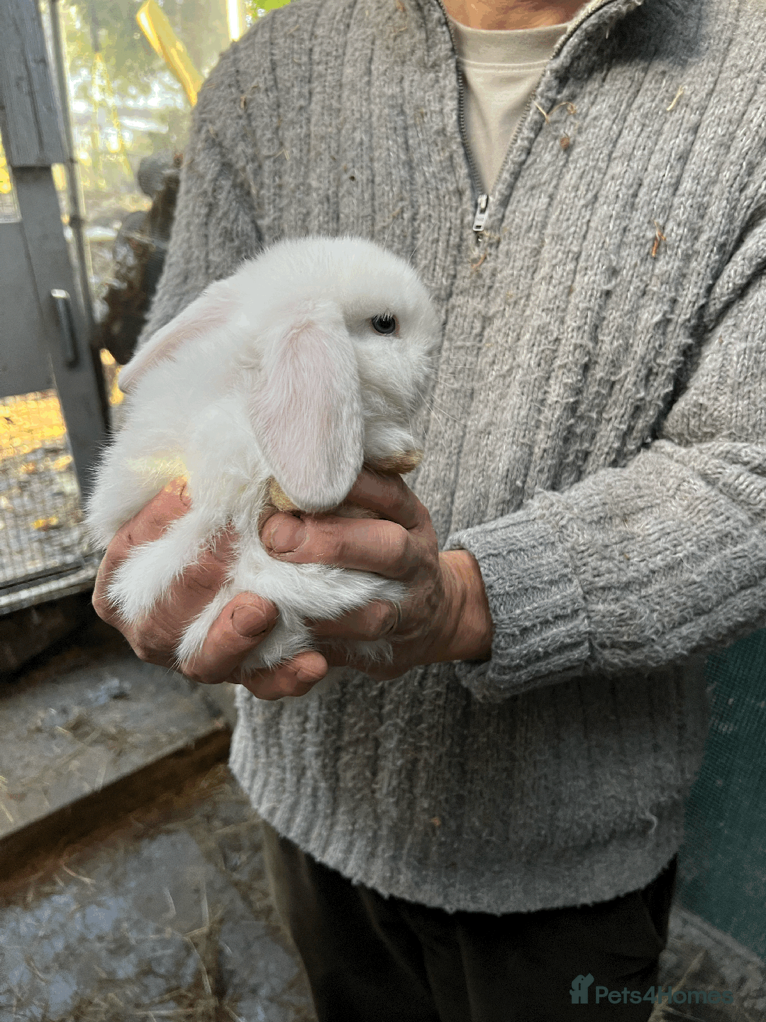 Mini Lop rabbits for sale: 100% Pure Family Bred Friendly Mini Lop Bunnies - Advert 11