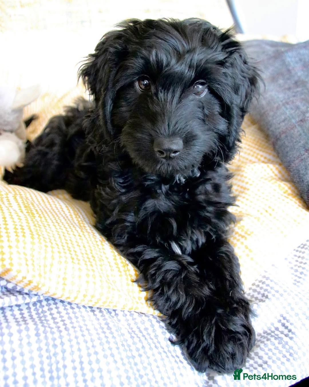 Cockapoo dogs for sale: Beautiful 7Month-Old Cockapoo Mia - Advert 10