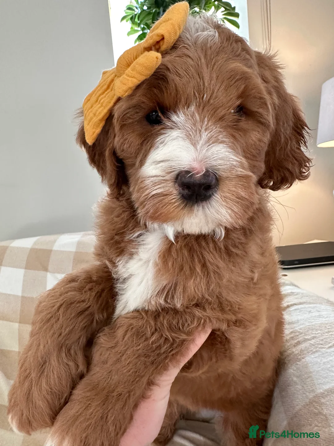 Australian Labradoodle dogs for sale: WAITING LIST Australian Labradoodles - RED & TUX  - Advert 10
