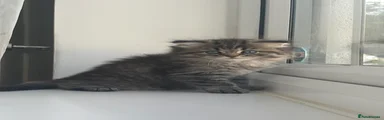 Persian 2