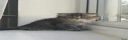 Persian cats for sale: Stunning Persian kittens 🫶🏽 - Advert 5