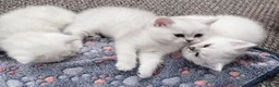 British Shorthair cats for sale: GCCF Champion Lines British Shorthair Black Tipped - Advert 5
