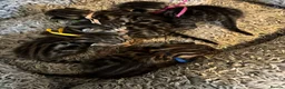 Bengal cats for sale: 5 Gorgeous Babies 🐾  in Southam - Advert 7