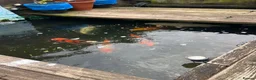 Koi Carp fish for sale: Large Japanese koi carp - Advert 9