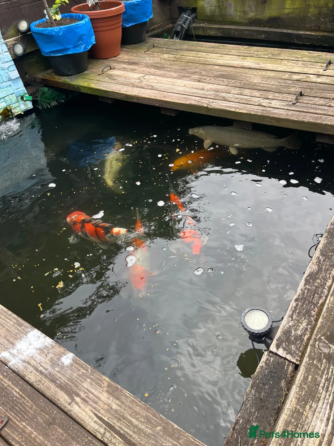 Koi Carp fish for sale: Large Japanese koi carp - Advert 9