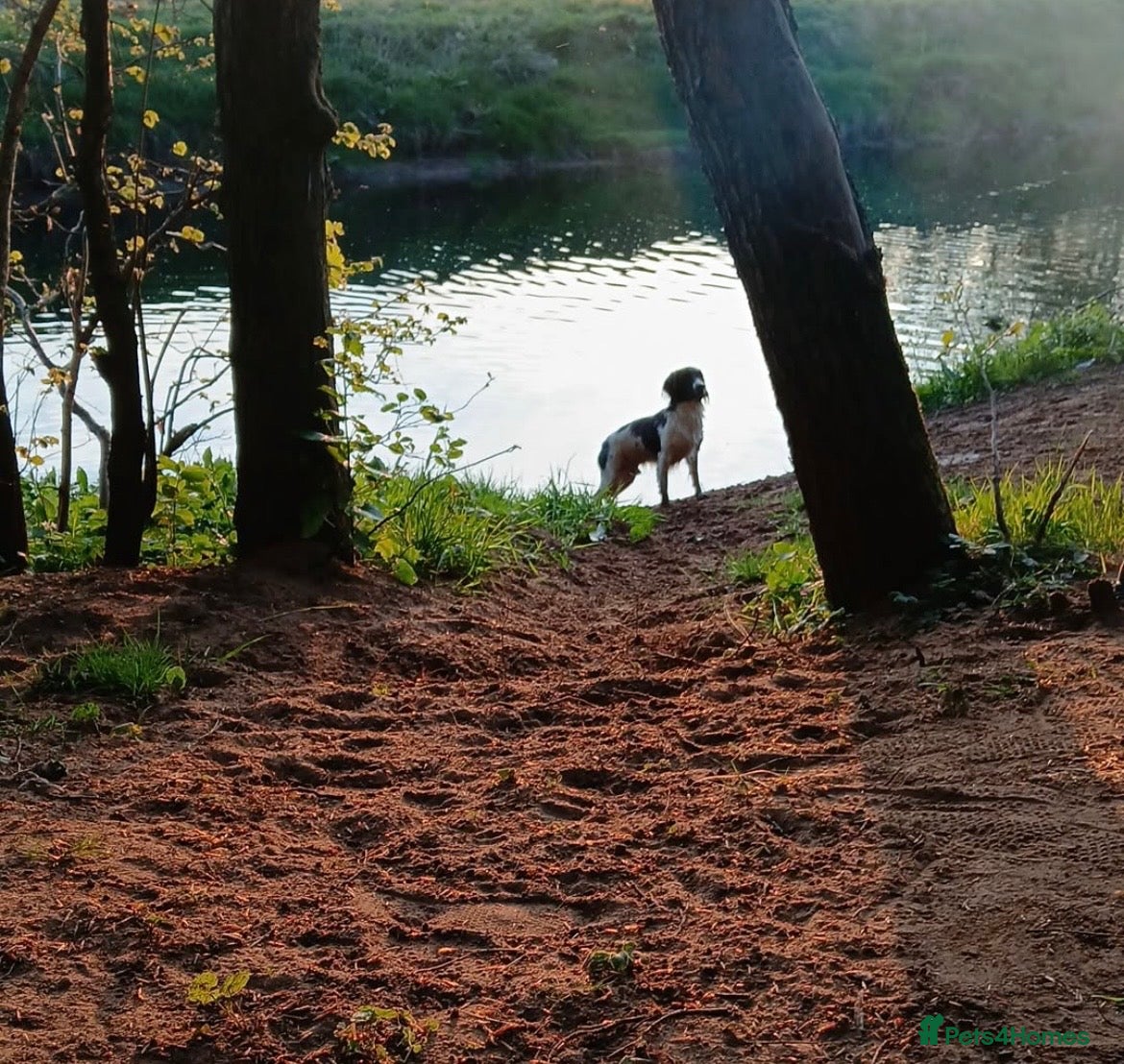 English Springer Spaniel dogs Male English springer spaniel - Advert 13