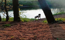 English Springer Spaniel dogs for sale: Male English springer spaniel - Image 1