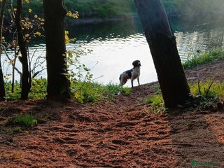 English Springer Spaniel dogs - Advert 4