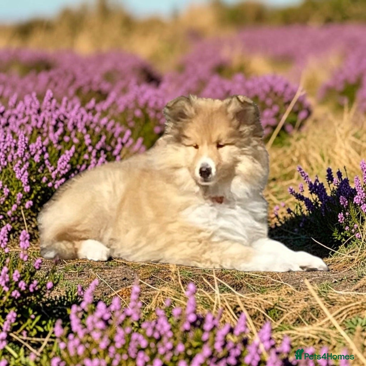 Rough Collie dogs Rough collie puppies - Advert 6