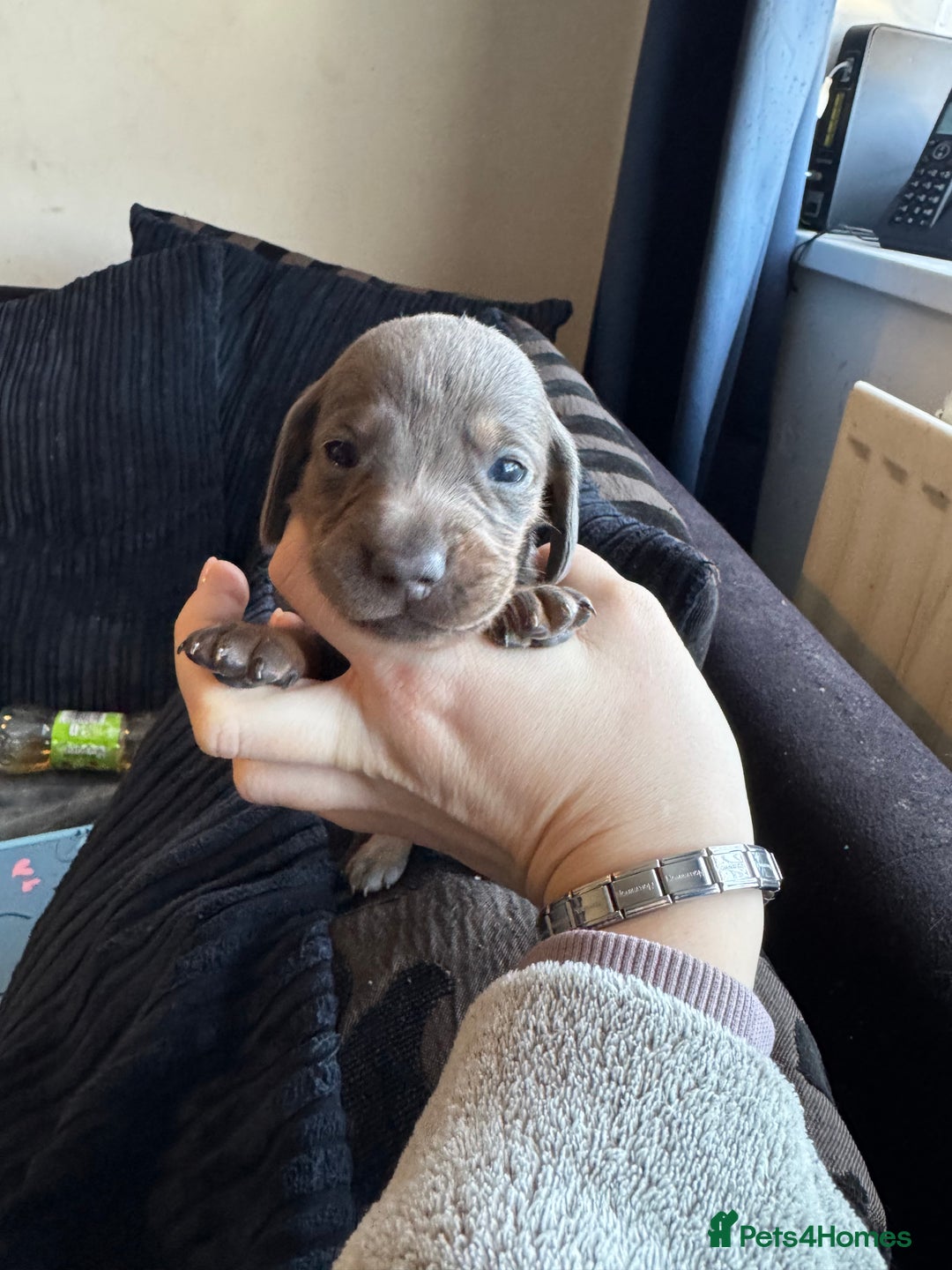 Dachshund dogs for sale: STUNNING dashaunds!!  - Advert 10
