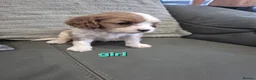 Cavapoo dogs for sale: F1 Cavapoo's  - Advert 16