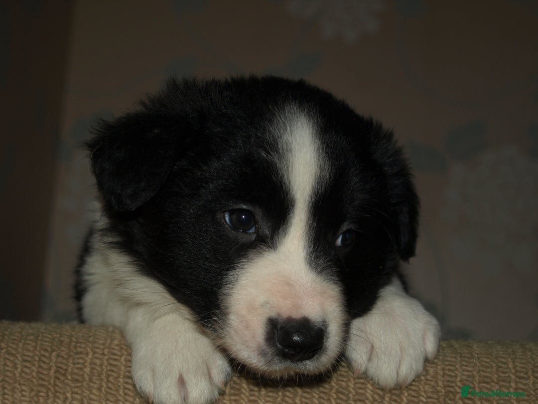 Border Collie dogs for sale: Border Collie puppies  - Advert 21