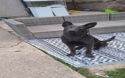 Belgian Shepherd Dog dogs for sale: Blue Dutch Herder - Image 3