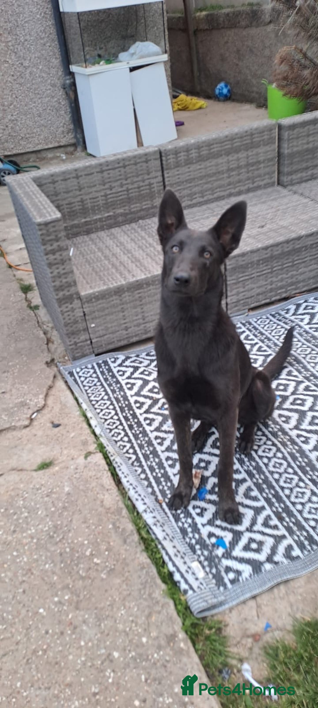Belgian Shepherd Dog dogs for sale: Blue Dutch Herder - Image 3