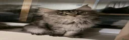 Maine Coon cats for sale: Lexi female Maine Coon - Advert 6