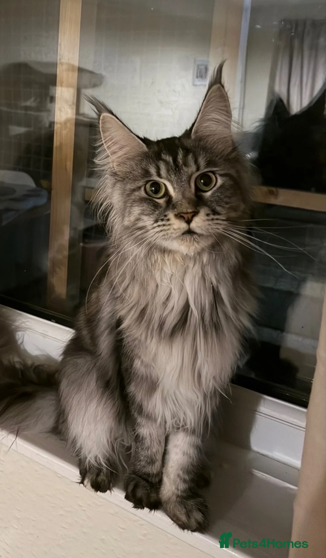 Maine Coon cats for sale: Lexi female Maine Coon - Advert 6