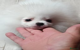 Pomeranian dogs for sale: Handsome Male fluff ball for sale!!🐶🐾 - Image 10