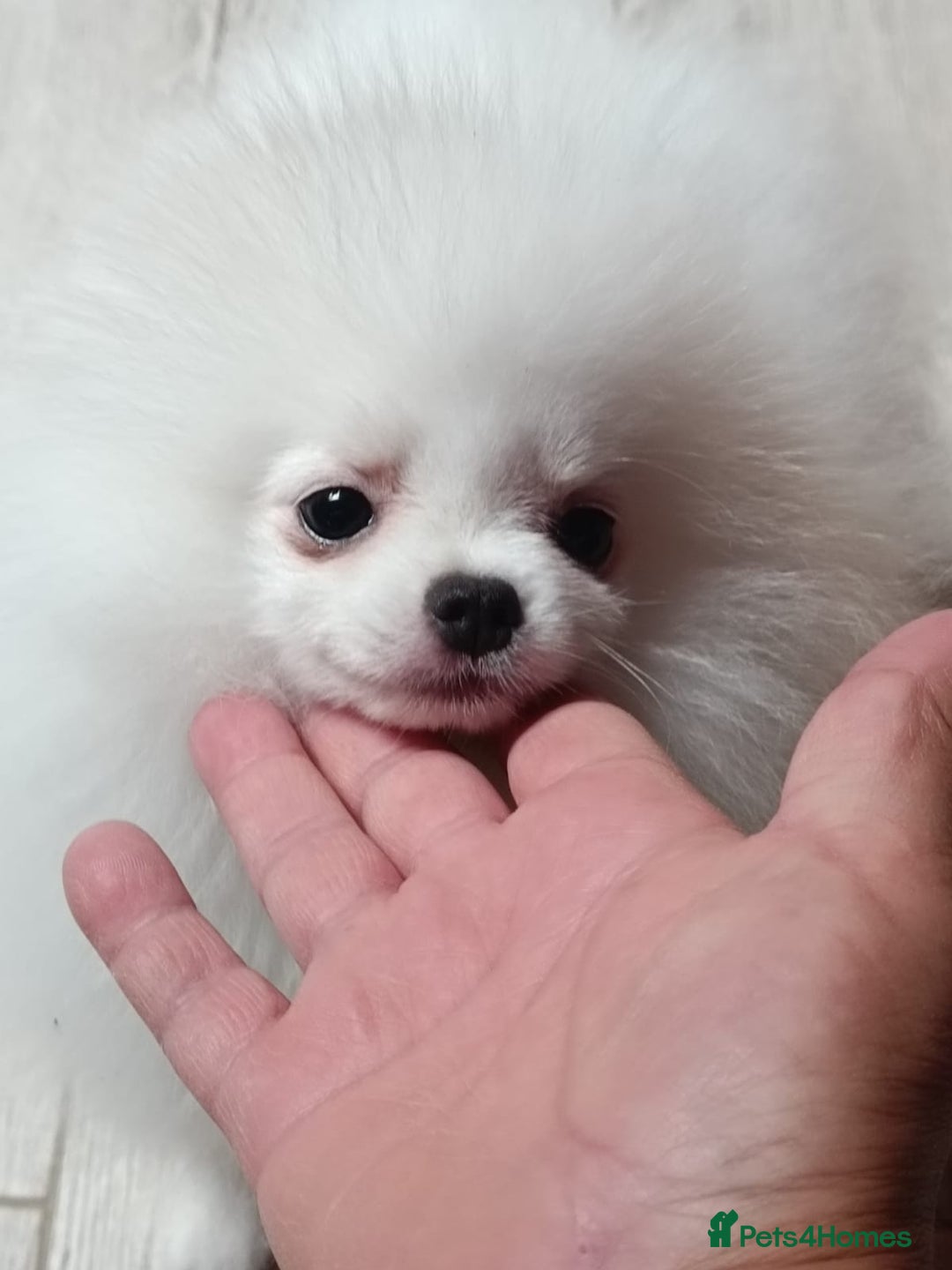 Pomeranian dogs for sale: Handsome Male fluff ball for sale!!🐶🐾 - Image 10