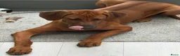 Rhodesian Ridgeback dogs for sale: Beautiful Boy 6 months Pure breed in London - Advert 8