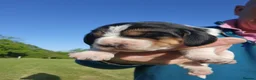 Basset Griffon Vendeen dogs for sale: Griffon grand bassets  - Advert 5