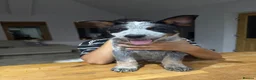 Australian Cattle Dog dogs for sale: 2 Male Australian Cattle Dogs  in Huddersfield - Advert 3