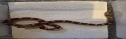 Corn Snake reptiles for sale: baby corn snakes in Great Yarmouth - Advert 4
