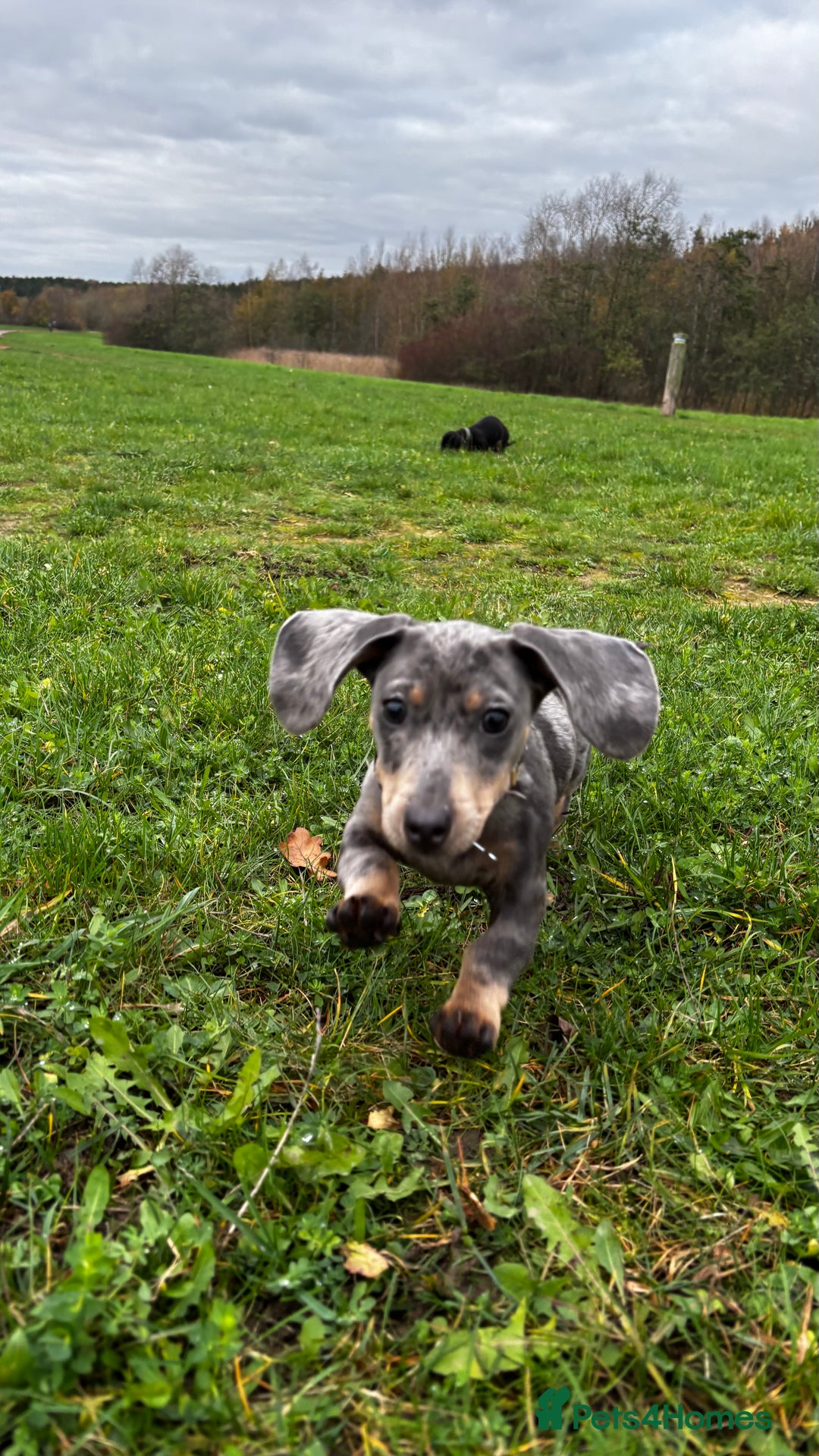 Miniature Dachshund dogs for sale: Pair of miniature dachshunds BOY AND GIRL - Advert 6