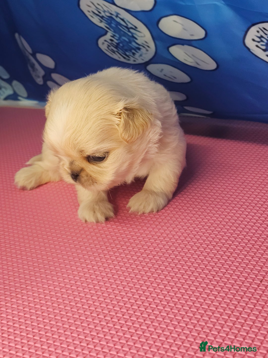 Shih Tzu dogs for sale: Pedigree smallest possible size Shih Tzu - Advert 7