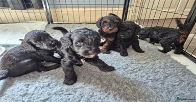 Cockapoo dogs - Advert 2