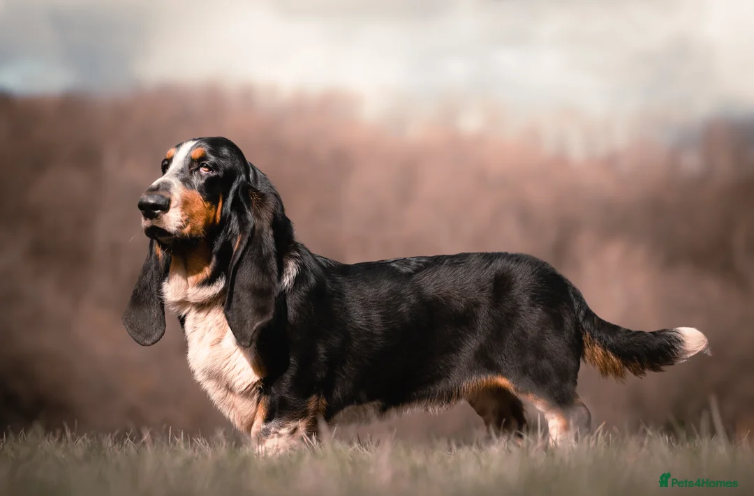 Basset Hound dogs for stud: Quality Health Tested KC Reg Basset Hound at Stud in Bradford - Advert 4