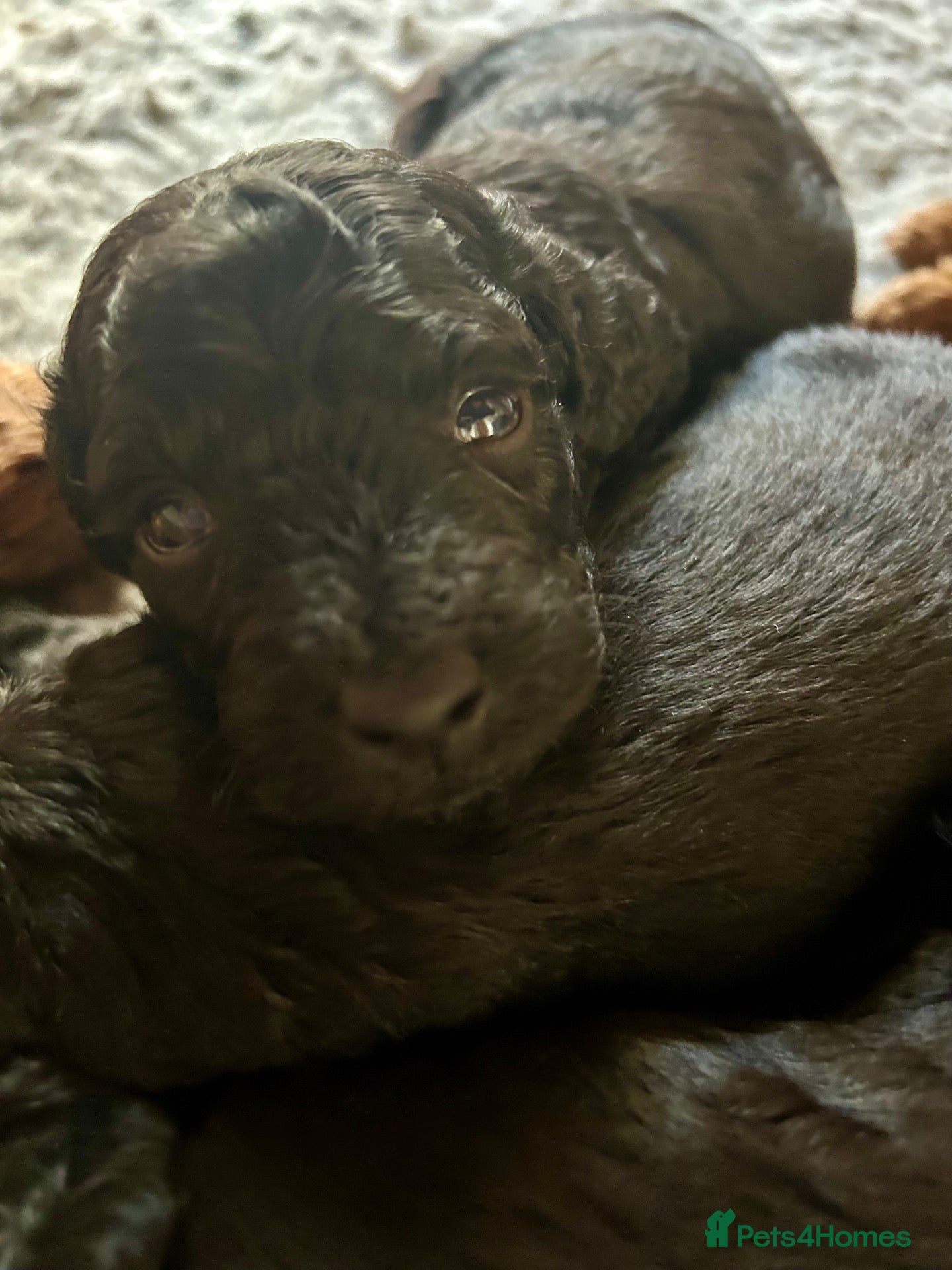 Cockapoo dogs Stunning glossy black cockapoo boys - Advert 1