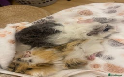 Guinea Pig rodents for sale: Guinea pigs & run - Image 1