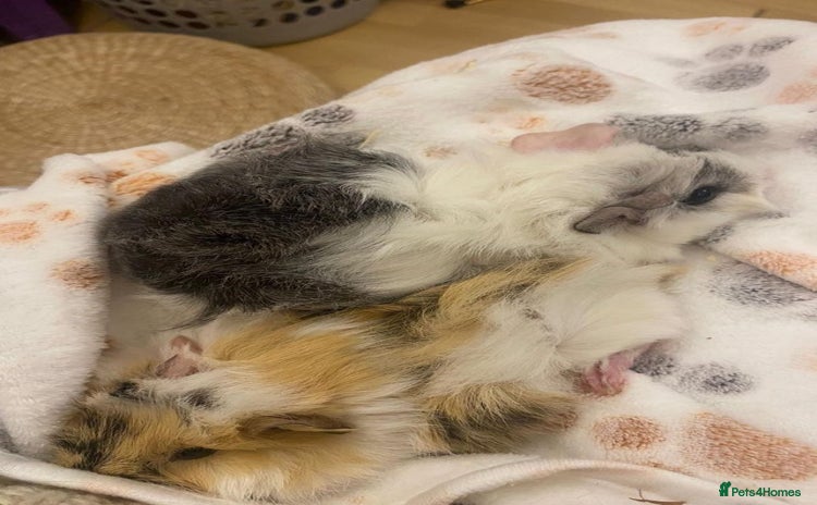 Guinea Pig rodents - Advert 2