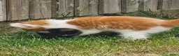 Mixed Breed cats for sale: Adorable and Friendly Kittens in Hungerford - Advert 15