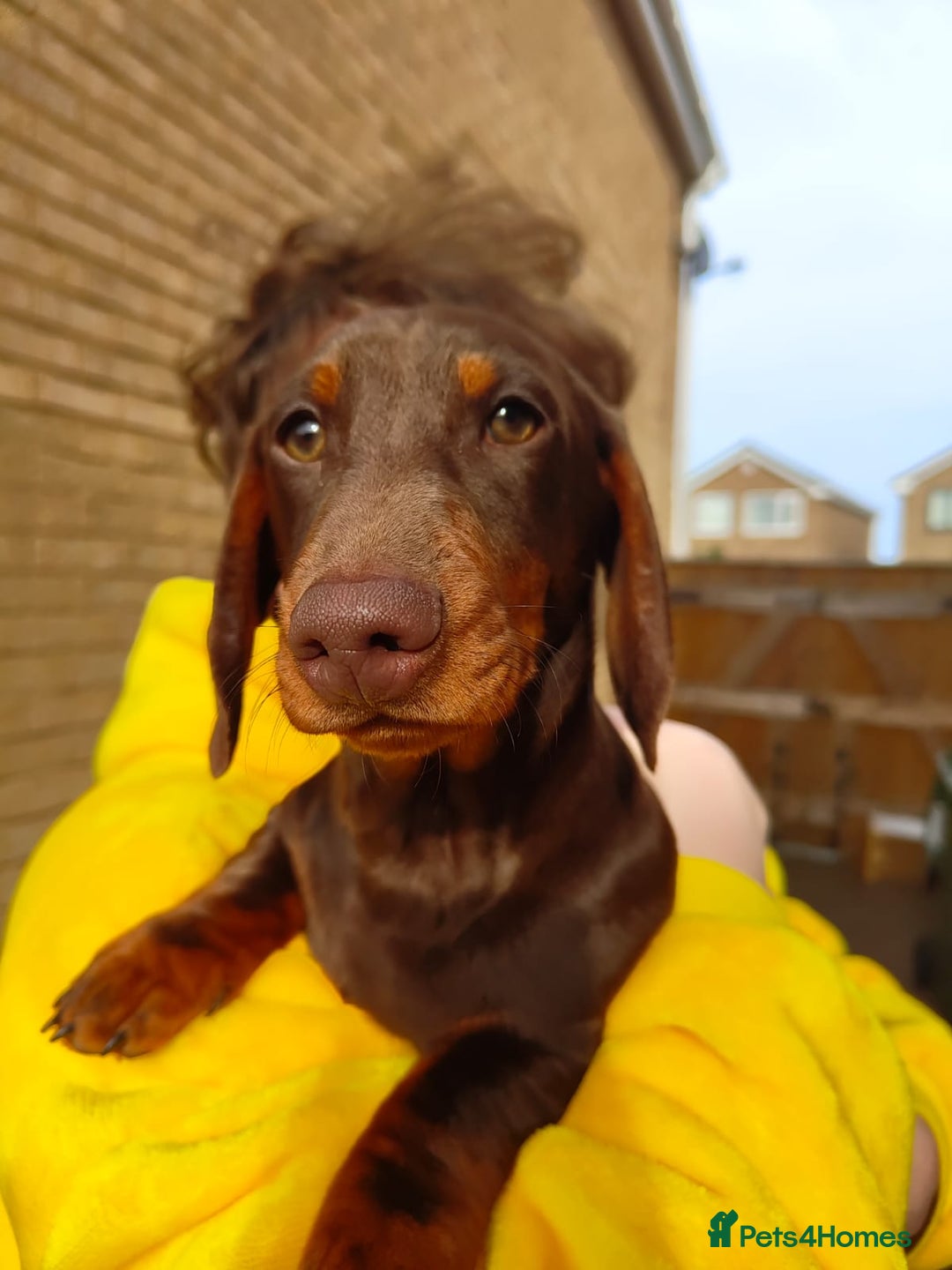 Dachshund dogs for sale: Two Dachshunds Brothers for sale - Image 2