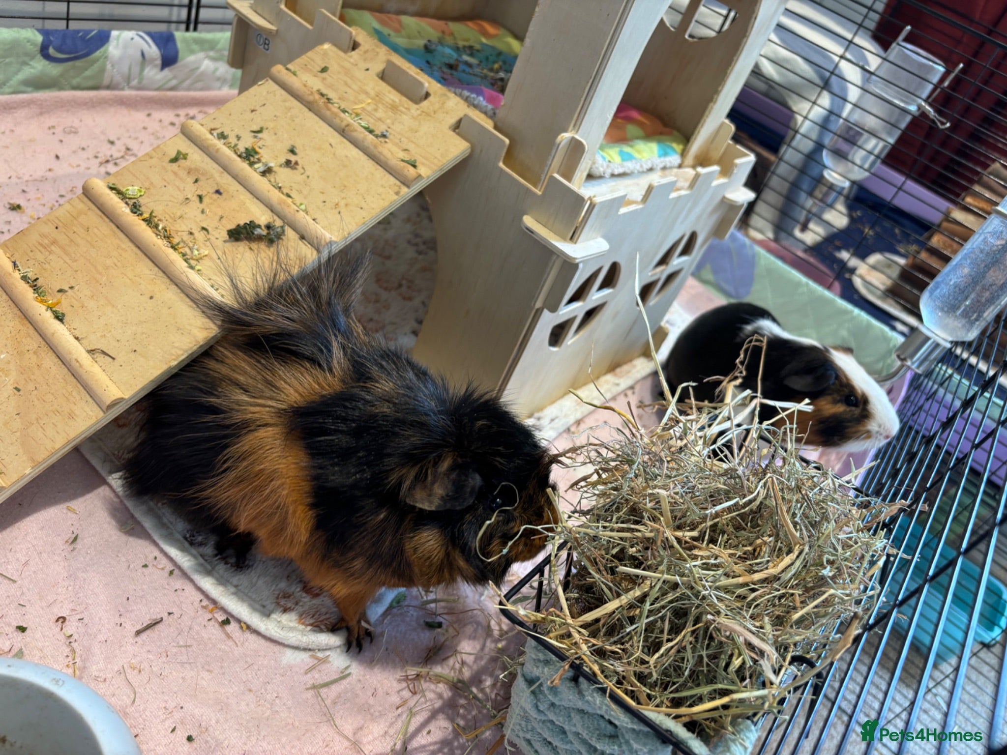Guinea Pig rodents 2x male guinea pigs - Advert 1