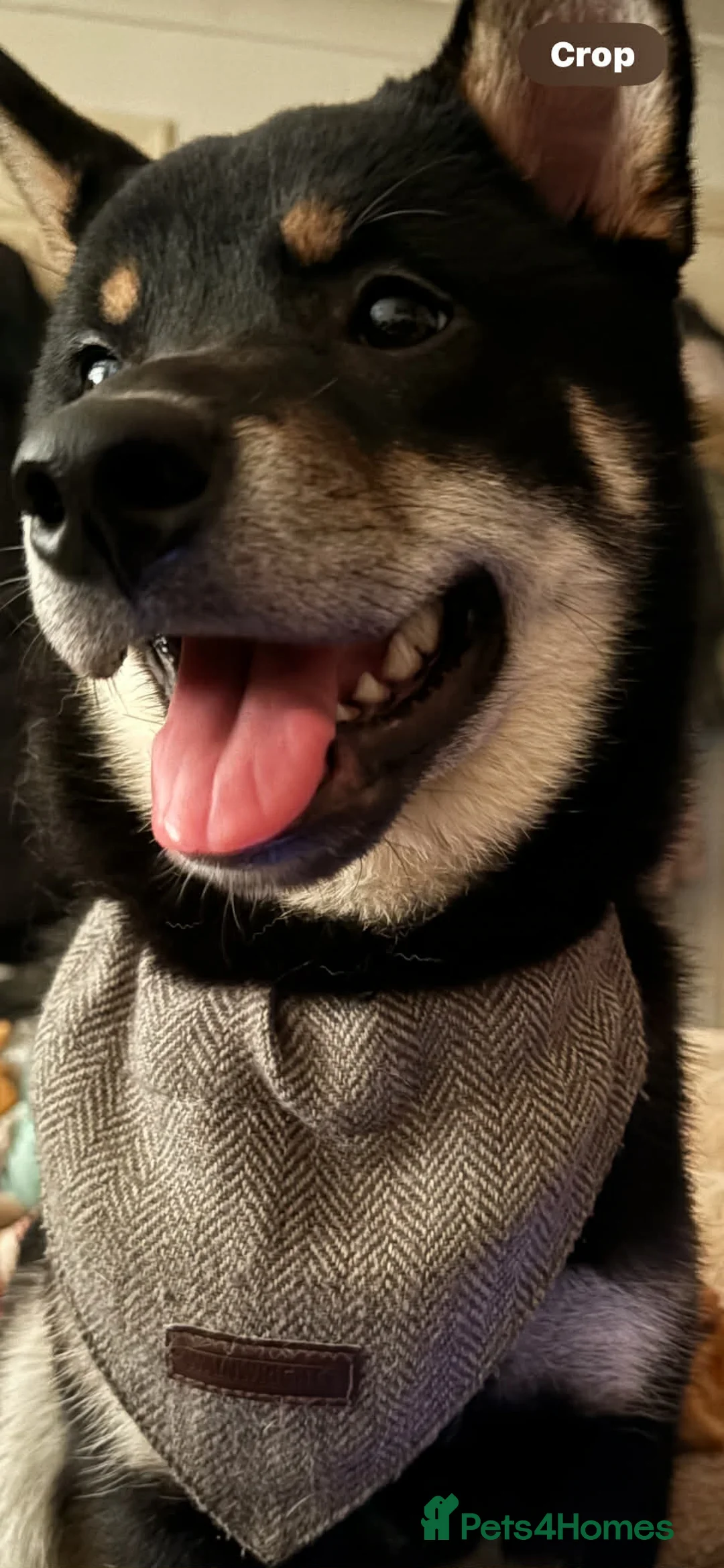 Japanese Shiba Inu dogs for sale: Male Shiba Inu  - Advert 4