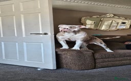 Old Tyme Bulldog dogs for sale: Rambo - Image 2