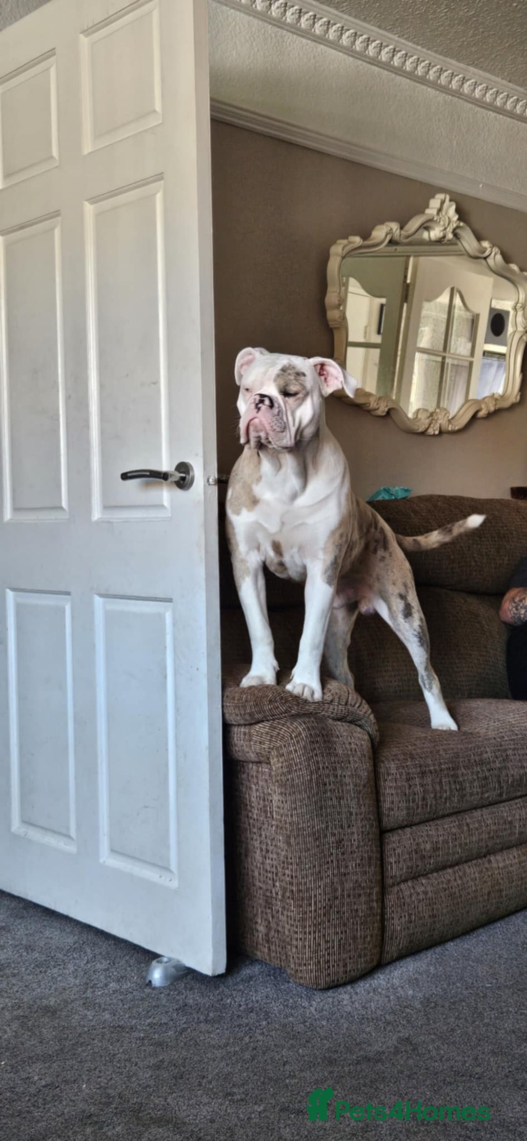 Old Tyme Bulldog dogs for sale: Rambo - Image 2