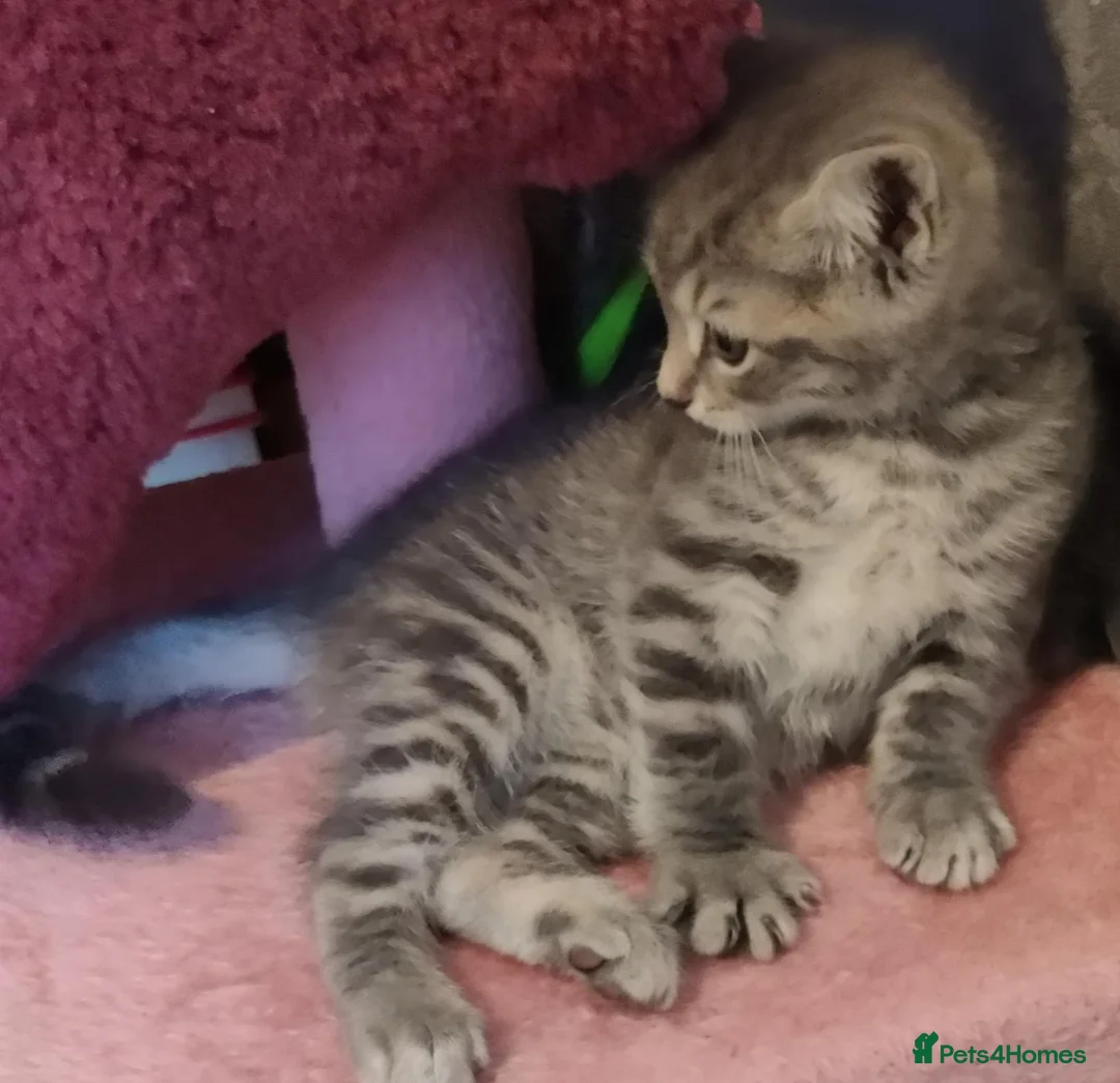 Russian Blue cats for sale: Beautiful Kitten female 8 weeks  - Advert 2