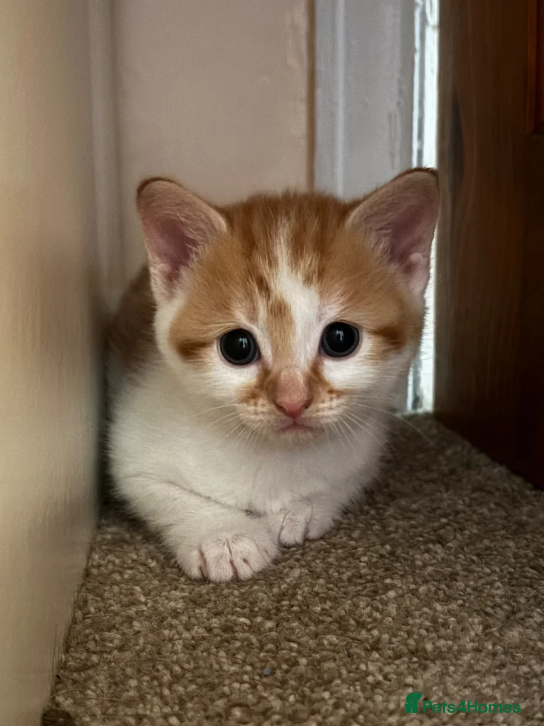 Ragdoll cats for sale: Gorgeous ragdoll cross kittens  - Advert 1