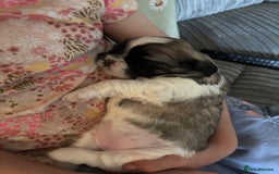Lhasa Apso dogs for sale: 6 beautiful Lhasa Apso puppies - Image 13