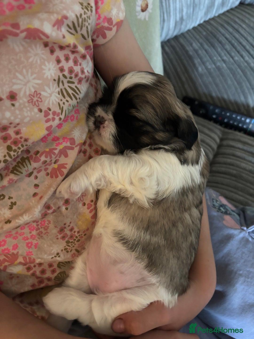 Lhasa Apso dogs for sale: 6 beautiful Lhasa Apso puppies - Image 13