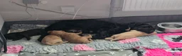 Cockapoo dogs for sale: Stunning homebred cockapoos - Advert 1