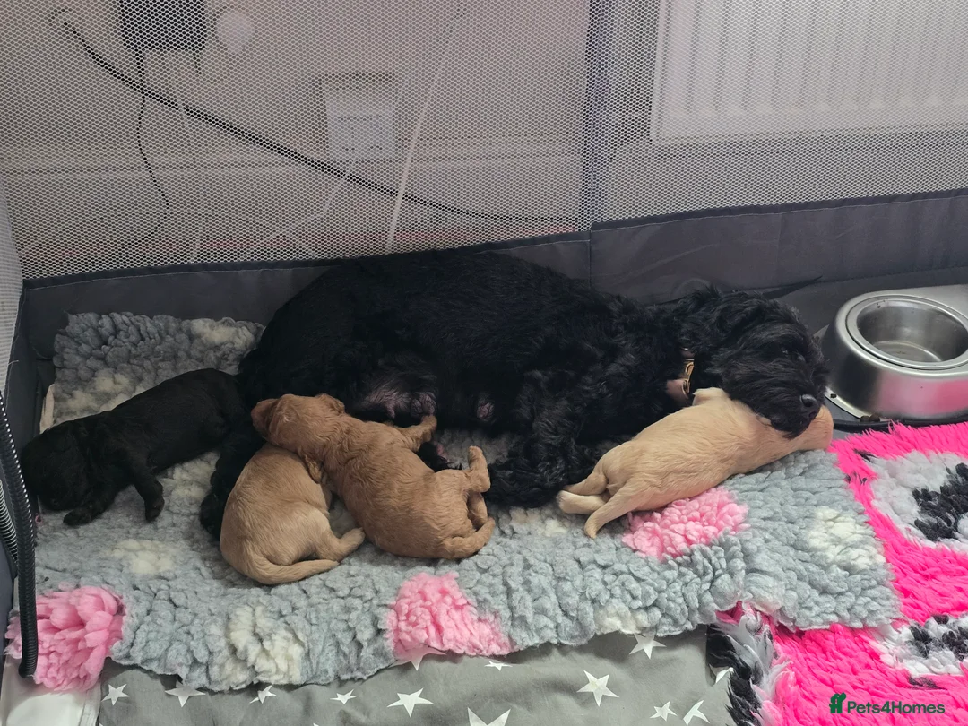 Cockapoo dogs for sale: Stunning homebred cockapoos - Advert 1