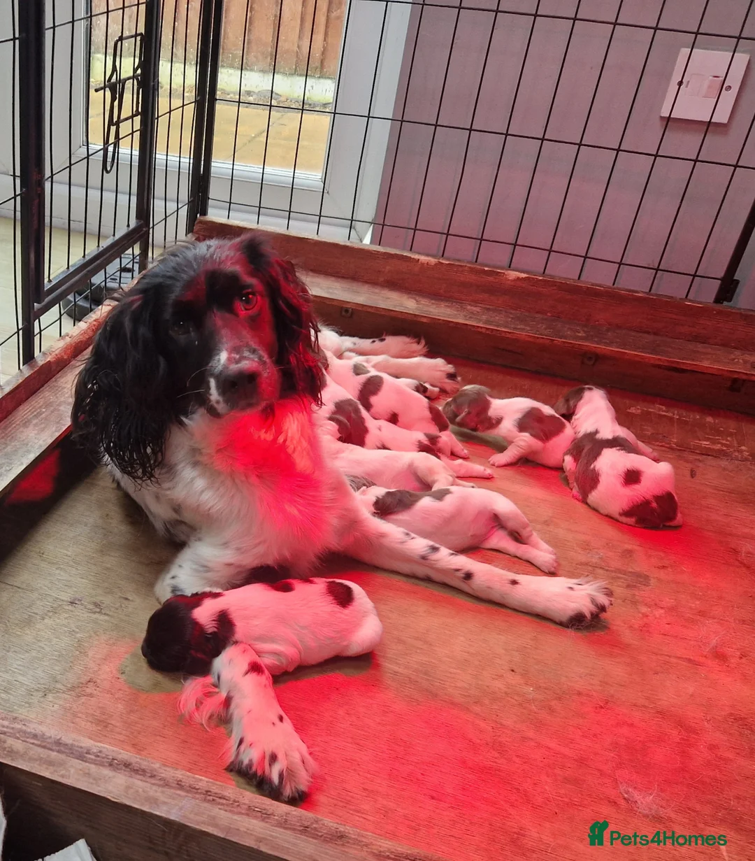 English Springer Spaniel dogs for sale: Working ESS For Sale in Leigh - Advert 1