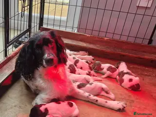 English Springer Spaniel dogs Working ESS For Sale - Advert 4