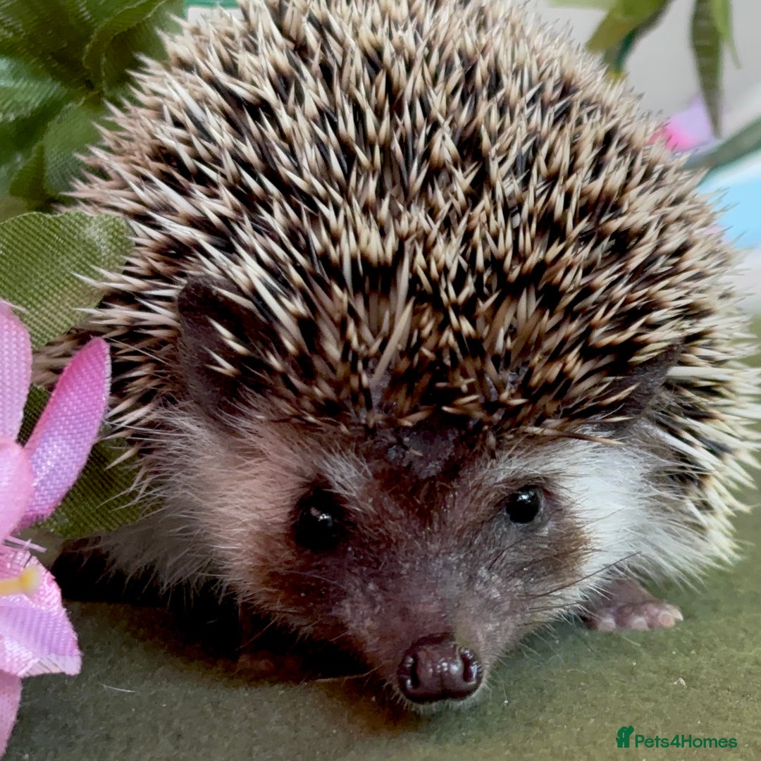 Pygmy Hedgehog rodents for sale: African Pygmy Hedgehog Ethically bred Girl 2 Boys  - Image 7