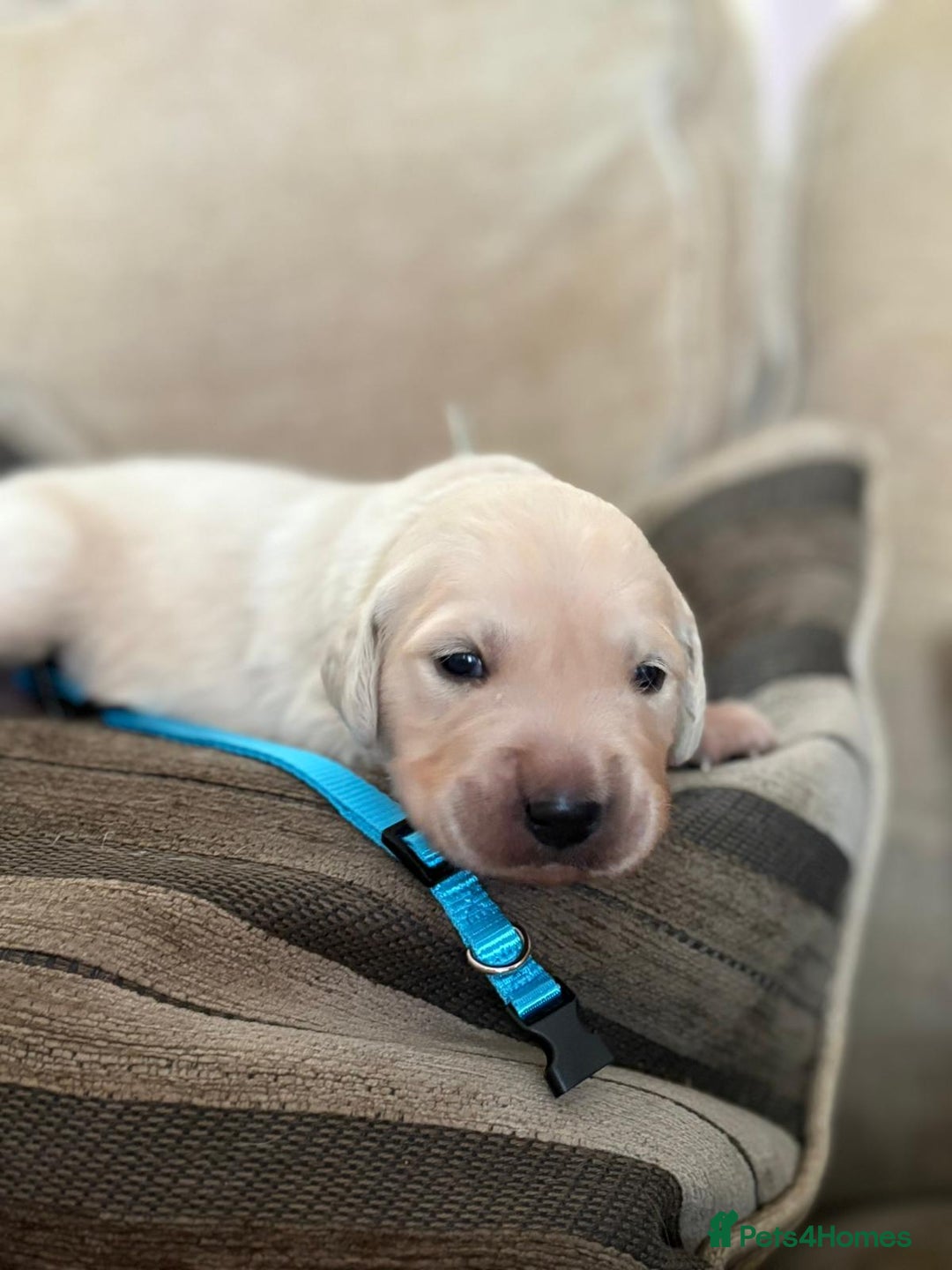Golden Retriever dogs for sale: Pedigree Golden Retriver Puppies - Image 7