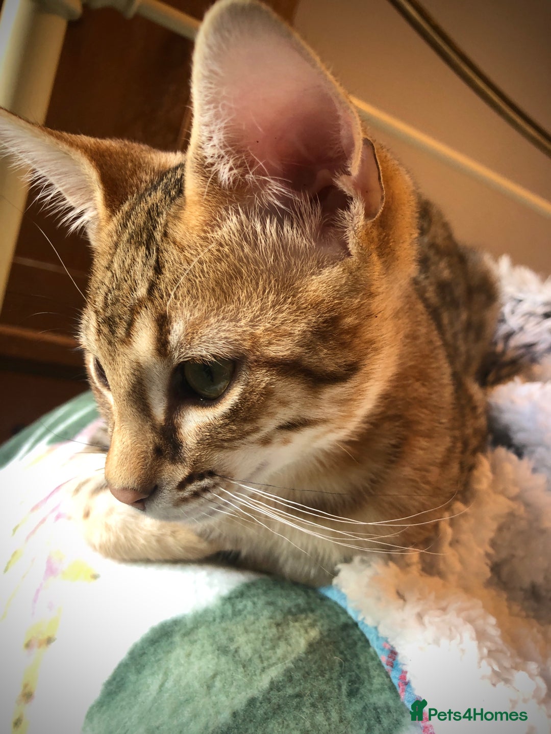 Savannah cats for sale: Beautiful full pedigree savannah kittens  - Advert 16